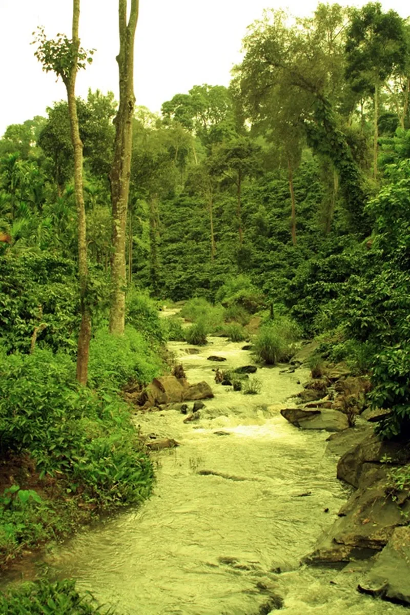 Image Chikmagalur - Coffee Estates image beautiful image beautiful image beautiful image beautiful image beautiful - Gorgeous views while we drove through one of our farms in ...