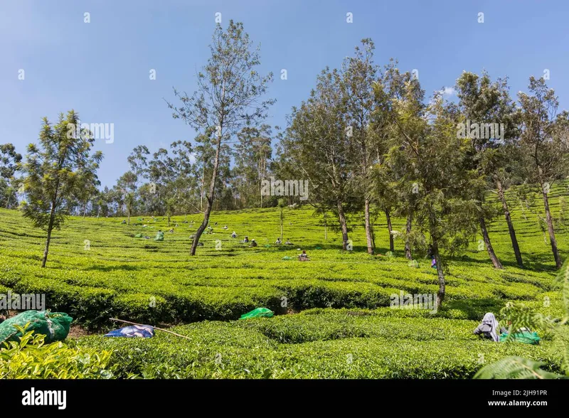 Image Chikmagalur - Coffee Estates image beautiful image beautiful image beautiful image beautiful image beautiful - Moonar india hi-res stock photography and images - Alamy