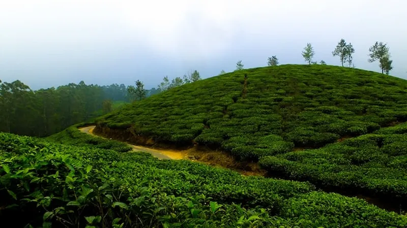 Image Chikmagalur - Coffee Estates image beautiful image beautiful image beautiful image beautiful image beautiful - Free Photo | Fog tea coffee nature tea leaves