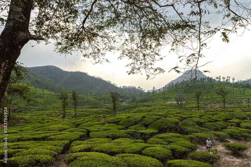 Image Chikmagalur - Coffee Estates image beautiful image beautiful image beautiful image beautiful image beautiful - wayanad meen mutti coffee plantation and Beautiful Nature Scenery ...