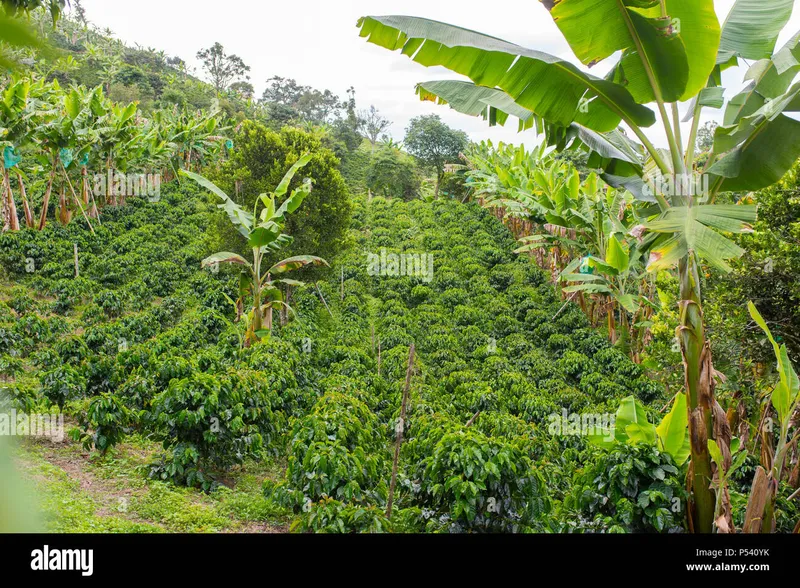 Image Chikmagalur - Coffee Estates image beautiful image beautiful image beautiful image beautiful image beautiful image beautiful - Beautiful coffee plantation in Jerico, Colombia in the state of ...