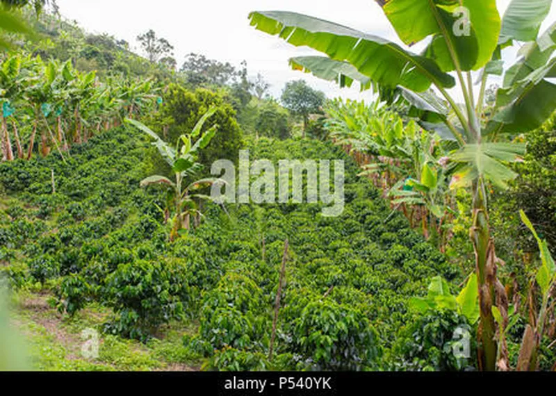 Image Chikmagalur - Coffee Estates image beautiful image beautiful image beautiful image beautiful image beautiful image beautiful - Beautiful coffee plantation in Jerico, Colombia in the state of ...