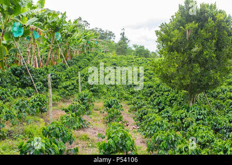 Image Chikmagalur - Coffee Estates image beautiful image beautiful image beautiful image beautiful image beautiful image beautiful - Beautiful coffee plantation in Jerico, Colombia in the state of ...