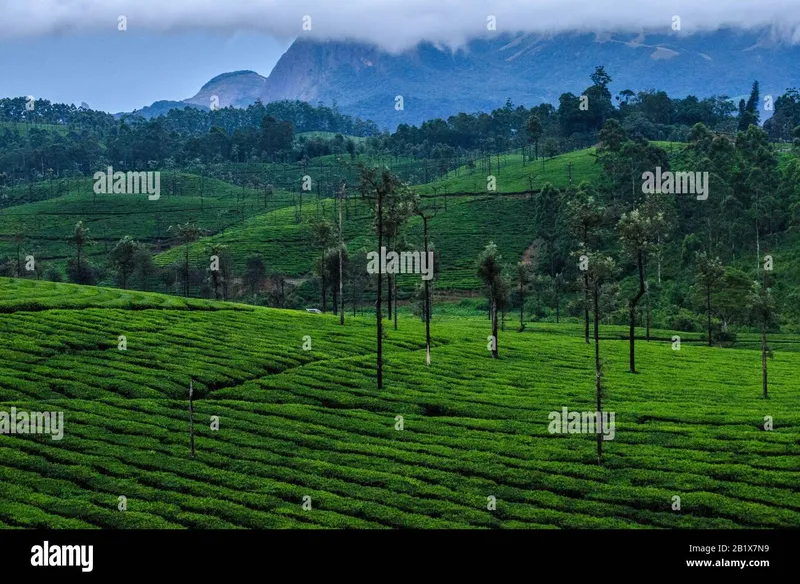 Image Chikmagalur - Coffee Estates image beautiful image beautiful image beautiful image beautiful image beautiful image beautiful - Indira gandhi national park hi-res stock photography and images ...