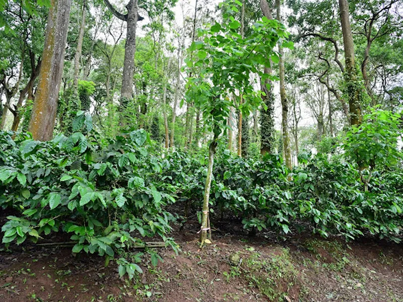 Image Chikmagalur - Coffee Estates image beautiful image beautiful image beautiful image beautiful image beautiful image beautiful - Here's Why You Should Take A Nature Trail Through The Spectacular ...