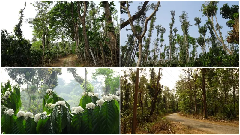 Image Chikmagalur - Coffee Estates image beautiful image beautiful image beautiful image beautiful image beautiful image beautiful image beautiful - Chikmagalur - Two beautiful Sunsets and some Rain