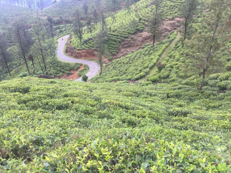 Image Chikmagalur - Coffee Estates image beautiful image beautiful image beautiful image beautiful image beautiful image beautiful image beautiful - Beauty of Nature in Sri Lanka Stock Image - Image of cable ...