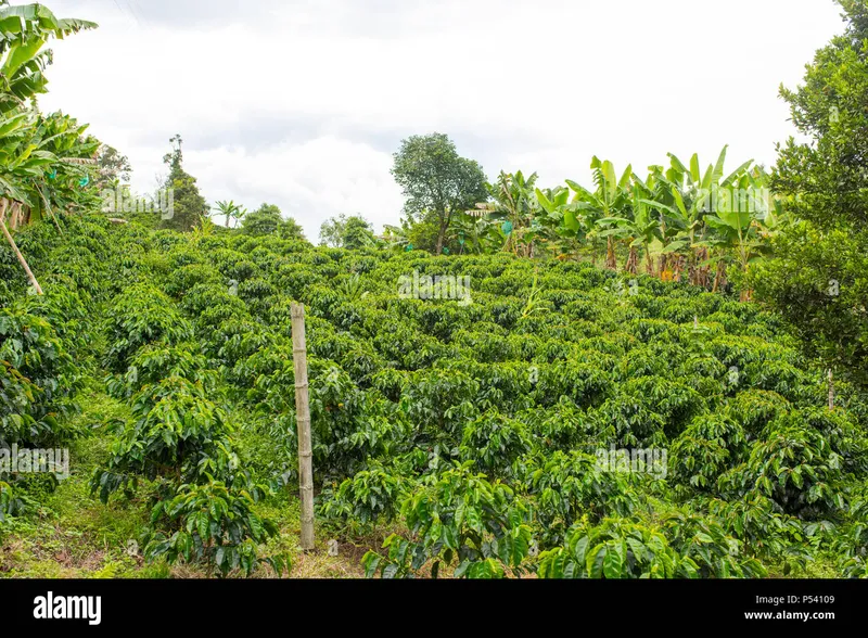 Image Chikmagalur - Coffee Estates image beautiful image beautiful image beautiful image beautiful image beautiful image beautiful image beautiful image beautiful - Beautiful coffee plantation in Jerico, Colombia in the state of ...