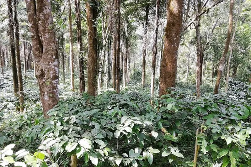 Image Chikmagalur - Coffee Estates image beautiful image beautiful image beautiful image beautiful image beautiful image beautiful image beautiful image beautiful image beautiful - Making the most of our trip! - Picture of Onake Abbi Falls, Agumbe ...