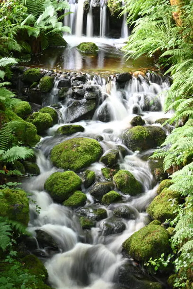 Image Coorg - Abbey Falls image beautiful image beautiful image beautiful image beautiful image beautiful image beautiful image beautiful image beautiful image beautiful - 33,900+ Flowing Water Waterfall Moss Vertical Stock Photos ...