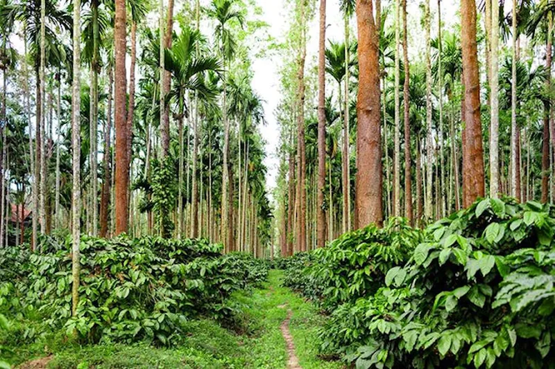 Image Coorg - Coffee Land image beautiful - Coorg Coffee History