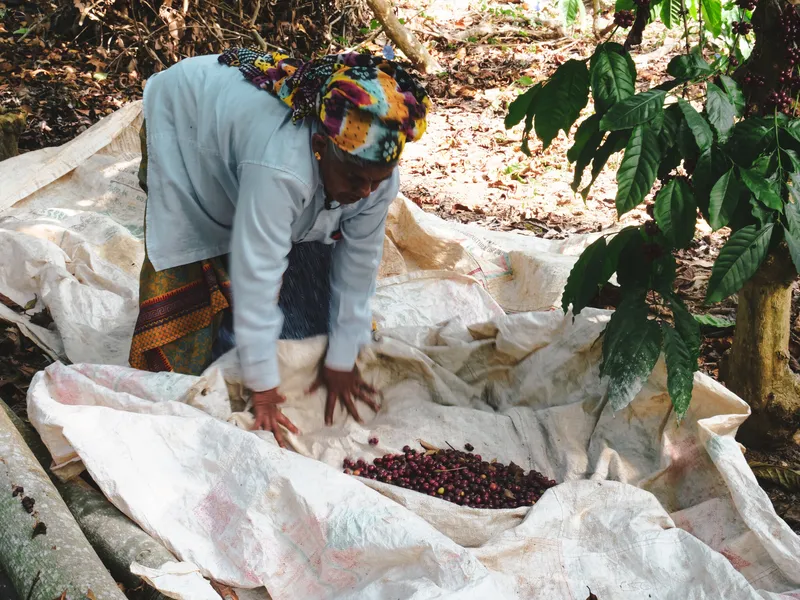 Image Coorg - Coffee Land image beautiful - Making Coffee in Coorg — Whetstone Magazine