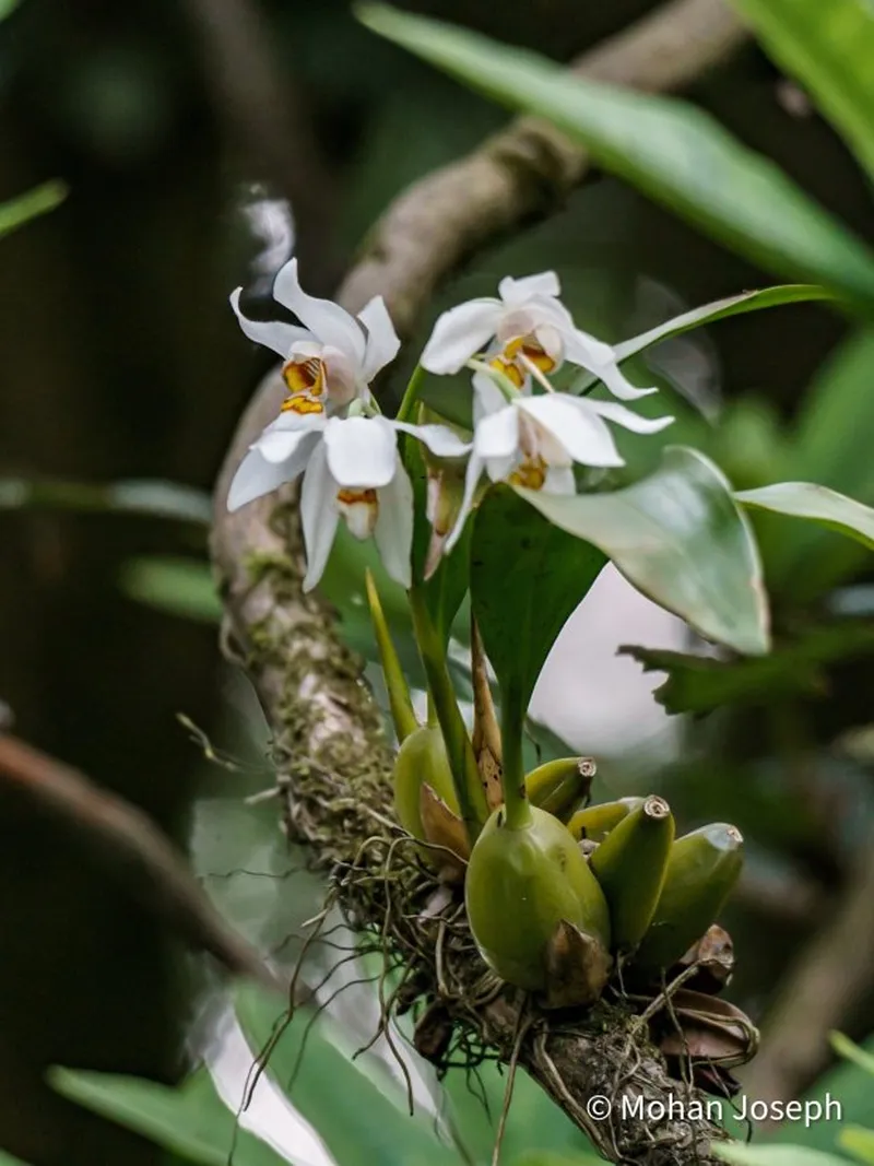 Image Coorg - Coffee Land image beautiful - A visit to Coorg – the land of wild orchids, coffee and spices ...