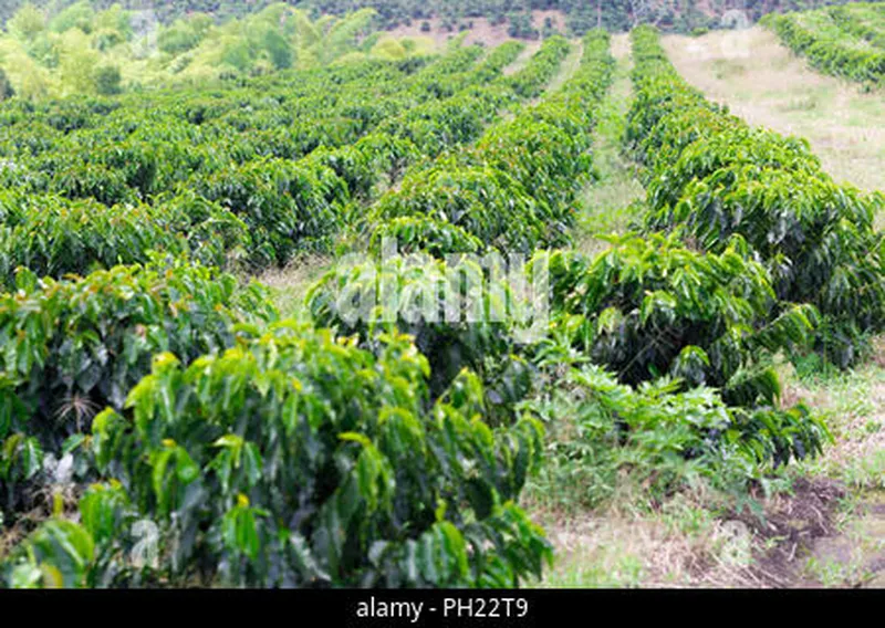 Image Coorg - Coffee Land image beautiful image beautiful image beautiful image beautiful - Organic Coffee Farm, Coffee Plantation In Beautiful Farm Stock ...