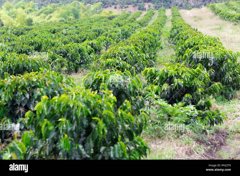 Image Coorg - Coffee Land image beautiful image beautiful image beautiful image beautiful image beautiful - Organic Coffee Farm, Coffee Plantation In Beautiful Farm Stock ...