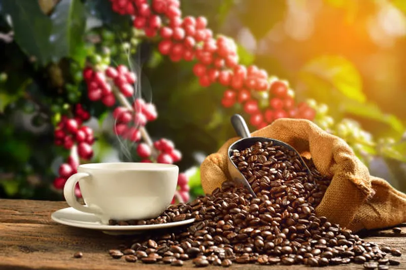 Image Coorg - Coffee Land image beautiful image beautiful image beautiful image beautiful image beautiful image beautiful - 35,800+ Coffee Farm Stock Photos, Pictures & Royalty-Free Images ...