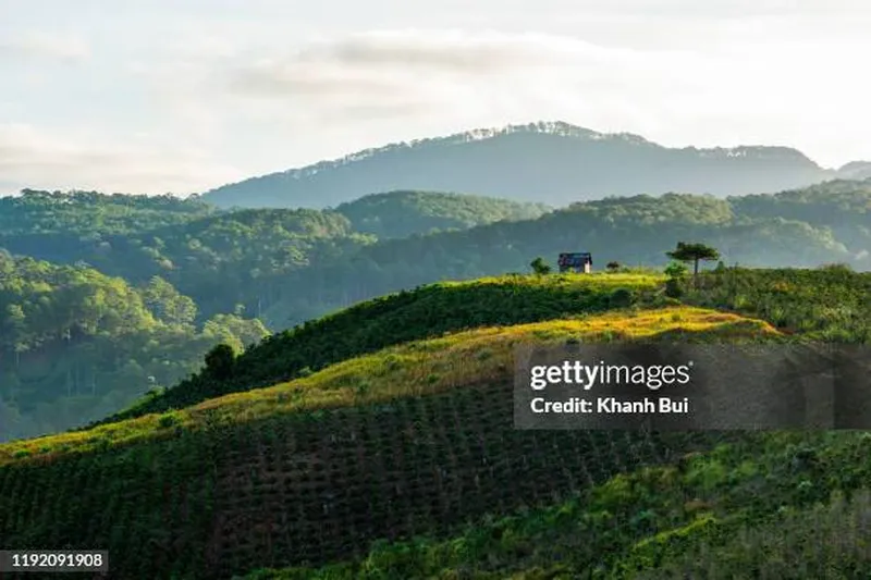 Image Coorg - Coffee Land image beautiful image beautiful image beautiful image beautiful image beautiful image beautiful image beautiful image beautiful image beautiful - 6,551 Coffee Plantation Stock Photos, High-Res Pictures, and ...