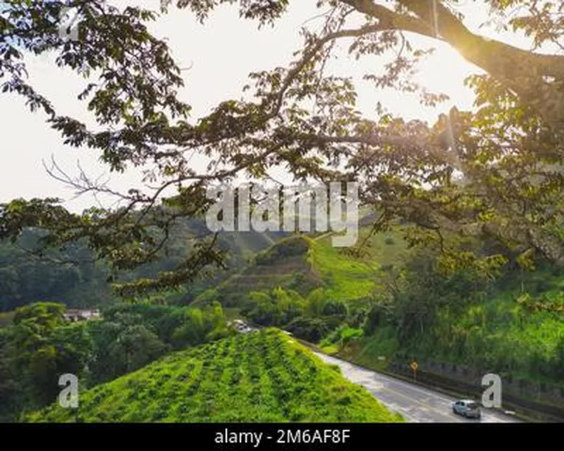 Image Coorg - Coffee Land image beautiful image beautiful image beautiful image beautiful image beautiful image beautiful image beautiful image beautiful image beautiful image beautiful - Beautiful coffee plantation in Jerico, Colombia in the state of ...