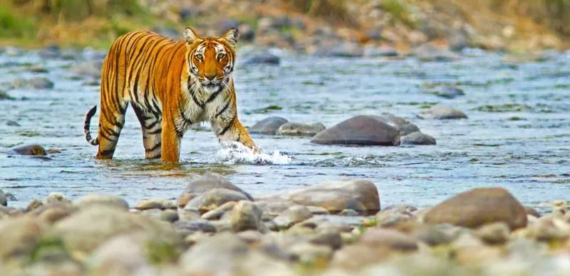 Image Corbett National Park - First National Park of India image beautiful - Historic Importance of Jim Corbett – Corbett National Park