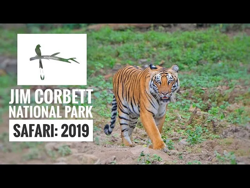 Image Corbett National Park - First National Park of India image beautiful - Jim Corbett National Park (Dhikala) Safari 2019 - YouTube