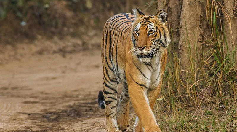 Image Corbett National Park - First National Park of India image beautiful - Jim Corbett National Park- the first national park of India - Beyonder