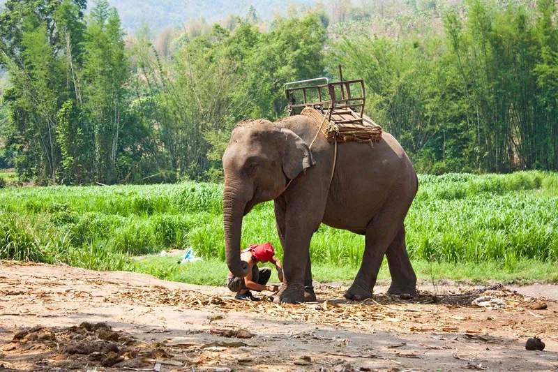 Image Corbett National Park - First National Park of India image beautiful - Madhav National Park | Wildlife, Flora & Fauna | Britannica