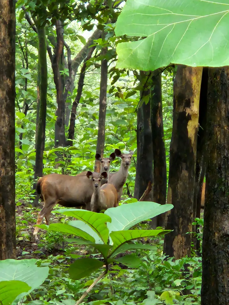 84+ most beautiful images in Corbett National Park – First National Park of India India