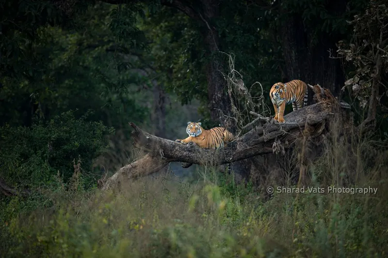 Image Corbett National Park - First National Park of India image beautiful - Top 05 most beautiful national parks in India - Tiger Safari in India