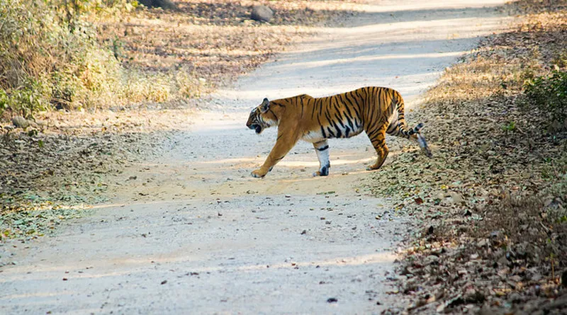 Image Corbett National Park - First National Park of India image beautiful - Jim Corbett National Park - Safari Details & Information