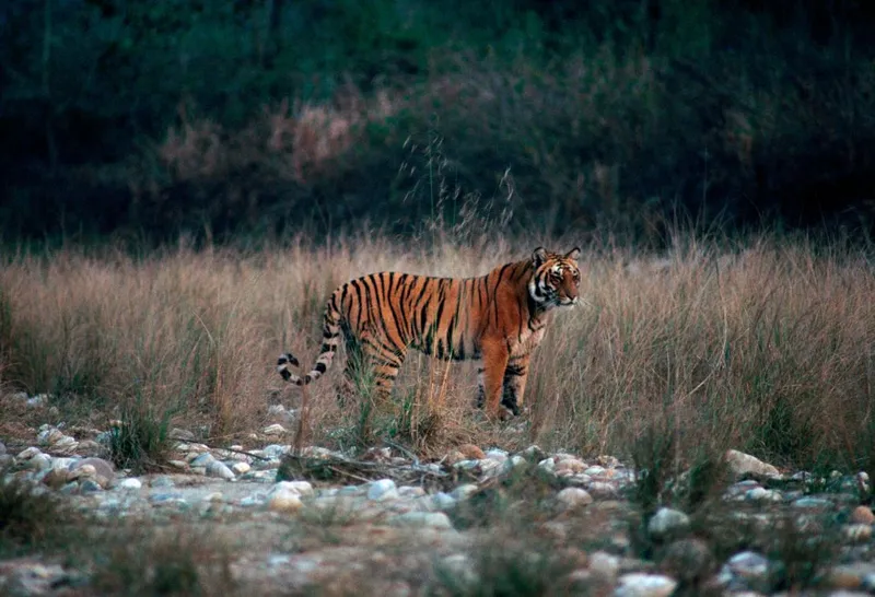 Image Corbett National Park - First National Park of India image beautiful - A wildlife filmmaker's guide to India's Jim Corbett National Park ...