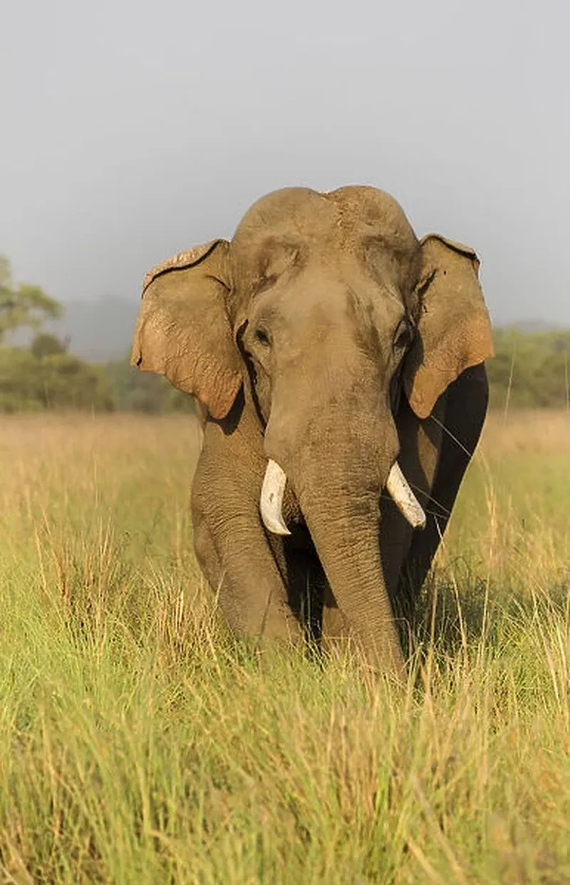 Image Corbett National Park - First National Park of India image beautiful image beautiful - Musth Asian Elephant in the grassland Our beautiful Wall Art and ...