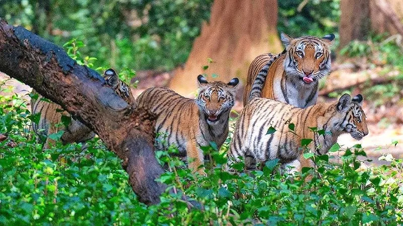 Image Corbett National Park - First National Park of India image beautiful image beautiful - Tigress and Tiger Cubs Sighting - Corbett National Park Safari ...