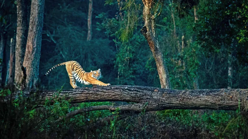 Image Corbett National Park - First National Park of India image beautiful image beautiful - Jim Corbett National Park : A Story In Pictures