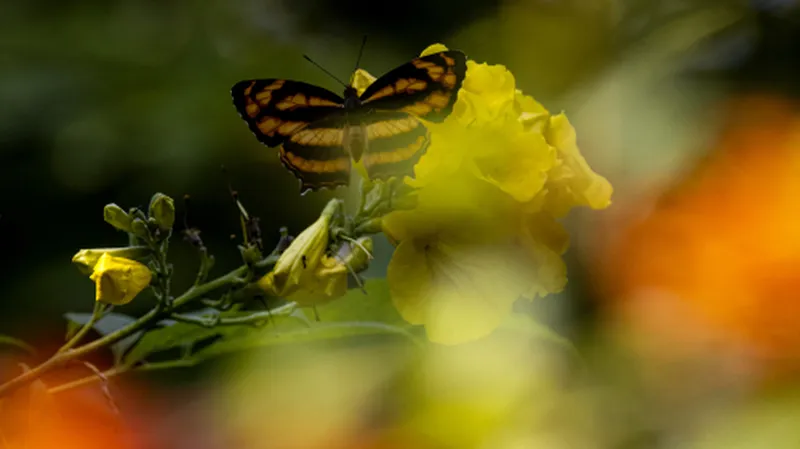 Image Corbett National Park - First National Park of India image beautiful image beautiful image beautiful - The Jamoon | Jim Corbett Hotels | About Corbett