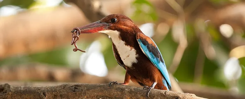 Image Corbett National Park - First National Park of India image beautiful image beautiful image beautiful - Jim Corbett Bird Watch Tour-September & October-2024