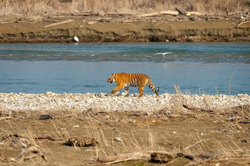 Image Corbett National Park - First National Park of India image beautiful image beautiful image beautiful - Top 5 Safari zones in Corbett National Park - Tiger Safari India Blog