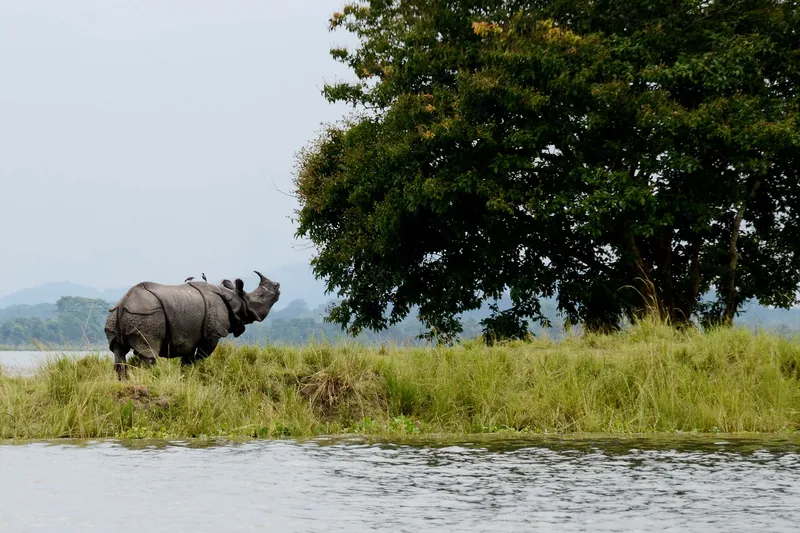 Image Corbett National Park - First National Park of India image beautiful image beautiful image beautiful - Kaziranga National Park - Wikipedia