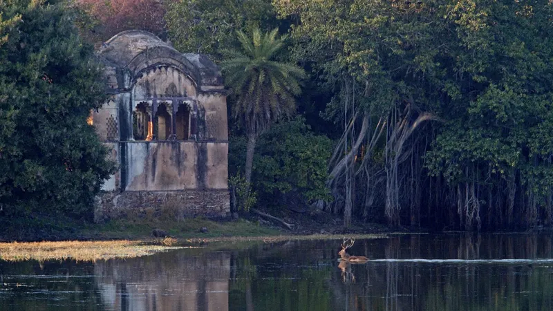 Image Corbett National Park - First National Park of India image beautiful image beautiful image beautiful - Best national parks in India - Lonely Planet