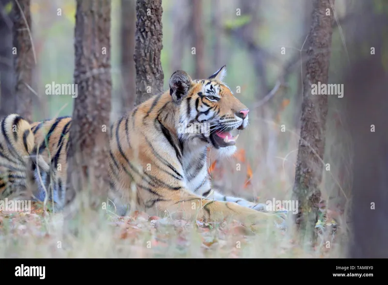 Image Corbett National Park - First National Park of India image beautiful image beautiful image beautiful image beautiful - Tiger hunting in india hi-res stock photography and images - Page ...