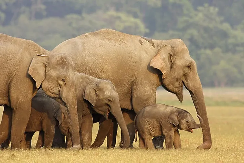 Image Corbett National Park - First National Park of India image beautiful image beautiful image beautiful image beautiful - Indian Elephant herd in the grassland Our beautiful Wall Art and ...