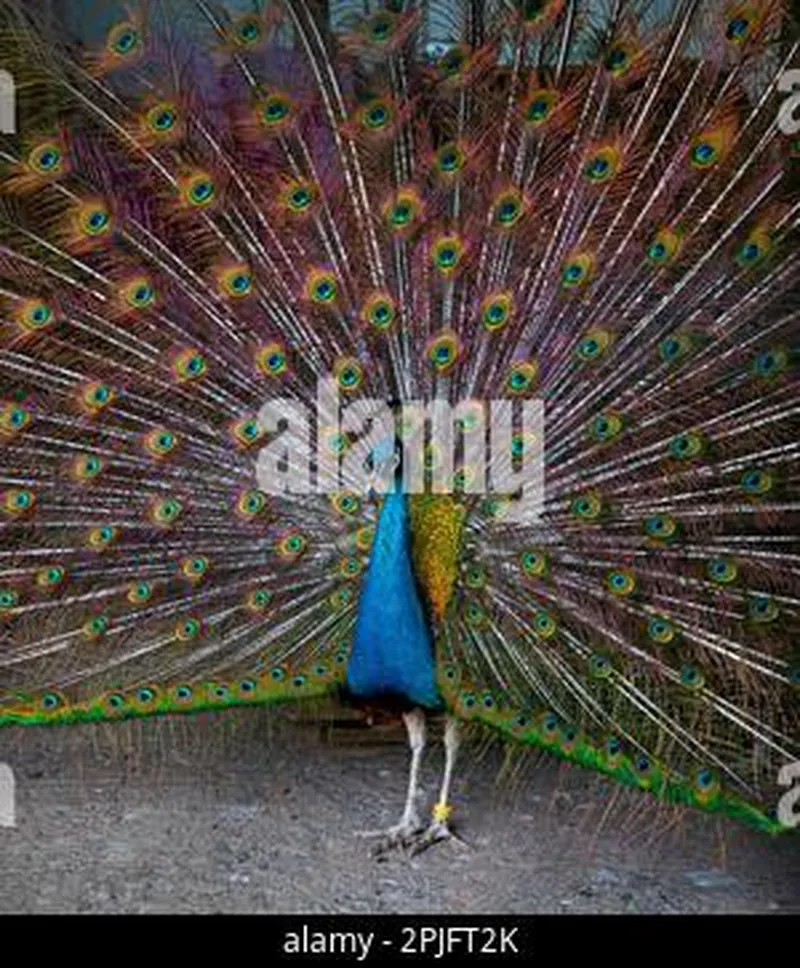 Image Corbett National Park - First National Park of India image beautiful image beautiful image beautiful image beautiful image beautiful - beautiful peacock in the winter park. A beautiful blue peacock is ...