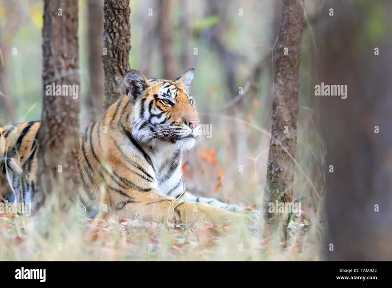 Image Corbett National Park - First National Park of India image beautiful image beautiful image beautiful image beautiful image beautiful - Tiger hunting in india hi-res stock photography and images - Page ...