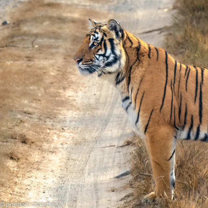 Image Corbett National Park - First National Park of India image beautiful image beautiful image beautiful image beautiful image beautiful - The OG of Tiger Reserves, the beautiful & dense Jim Corbett ...