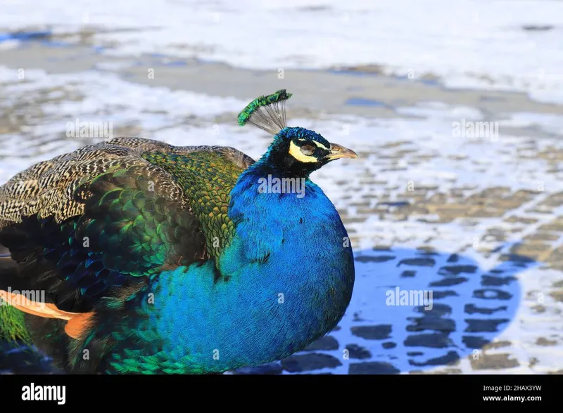 Image Corbett National Park - First National Park of India image beautiful image beautiful image beautiful image beautiful image beautiful - beautiful peacock in the winter park. A beautiful blue peacock is ...