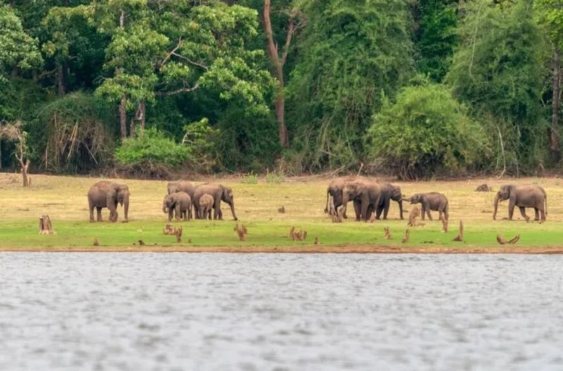 Image Corbett National Park - First National Park of India image beautiful image beautiful image beautiful image beautiful image beautiful image beautiful - Top 05 most beautiful national parks in India - Tiger Safari in India