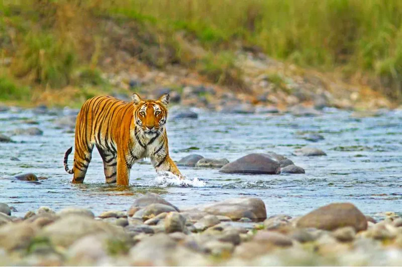 Image Corbett National Park - First National Park of India image beautiful image beautiful image beautiful image beautiful image beautiful image beautiful - 10 Best National Parks in India for Camping and Seeing Wildlife ...