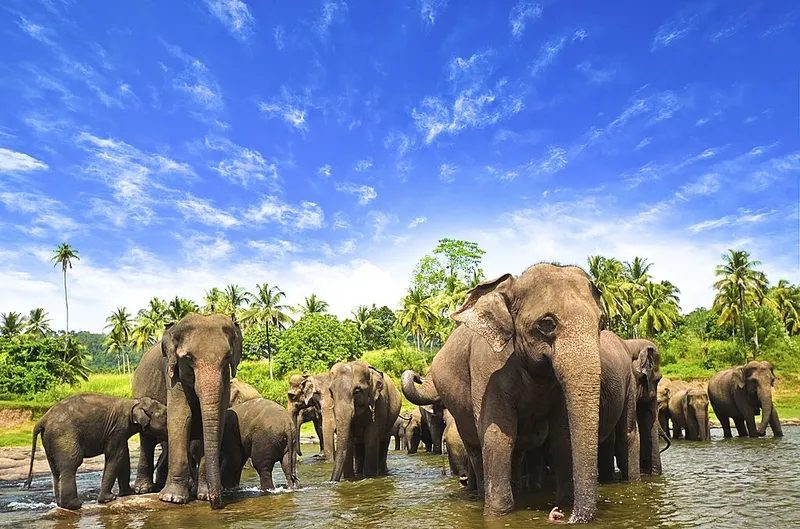 Image Corbett National Park - First National Park of India image beautiful image beautiful image beautiful image beautiful image beautiful image beautiful image beautiful image beautiful - Difference between African and Asian elephant - Tiger Safari India ...