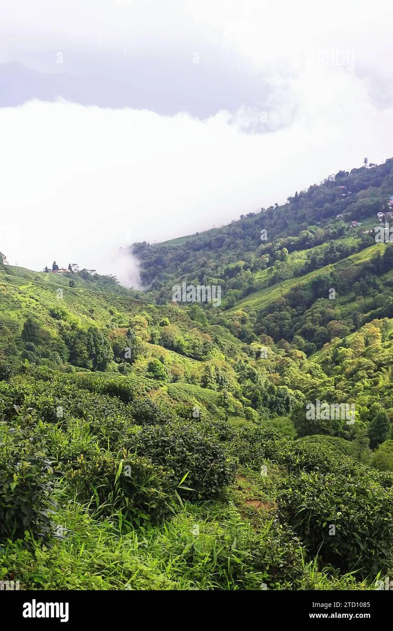 Image Darjeeling - Himalayan Hills and Tea image beautiful - Village scenery india hi-res stock photography and images - Page ...