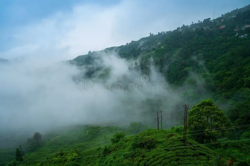 Image Darjeeling - Himalayan Hills and Tea image beautiful - 4,591 Jungle Mountains India Stock Photos - Free & Royalty-Free ...