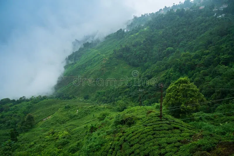 Image Darjeeling - Himalayan Hills and Tea image beautiful image beautiful - 8,905 Clouds Tea Stock Photos - Free & Royalty-Free Stock Photos ...